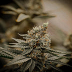 Apple Fritter Samen Automatik Cannabissamen 1 Samen - Hanfify®