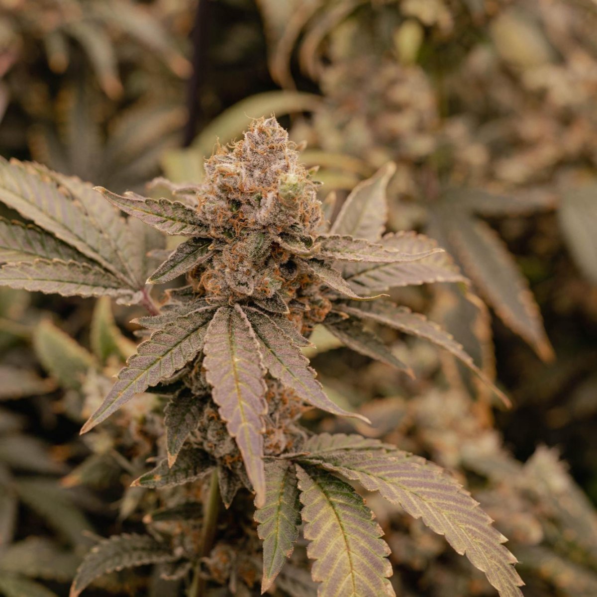 Apple Fritter Samen Automatik - Cannabissamen - Hanfify®