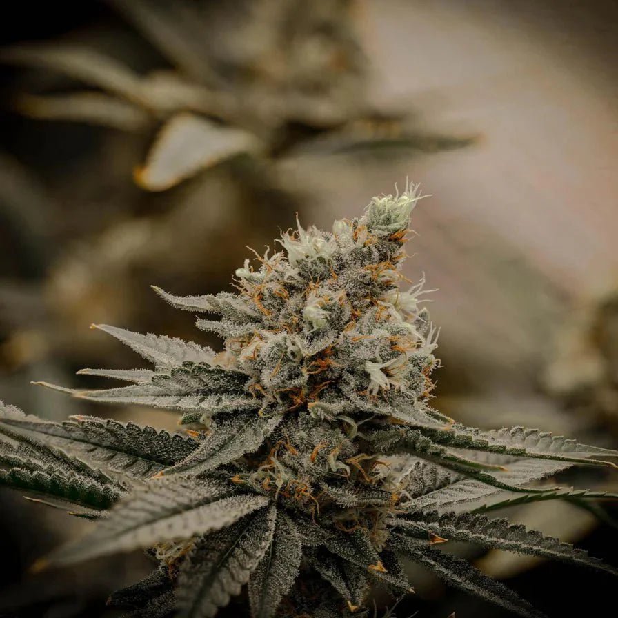 Apple Fritter Samen Automatik - Cannabissamen - Hanfify®