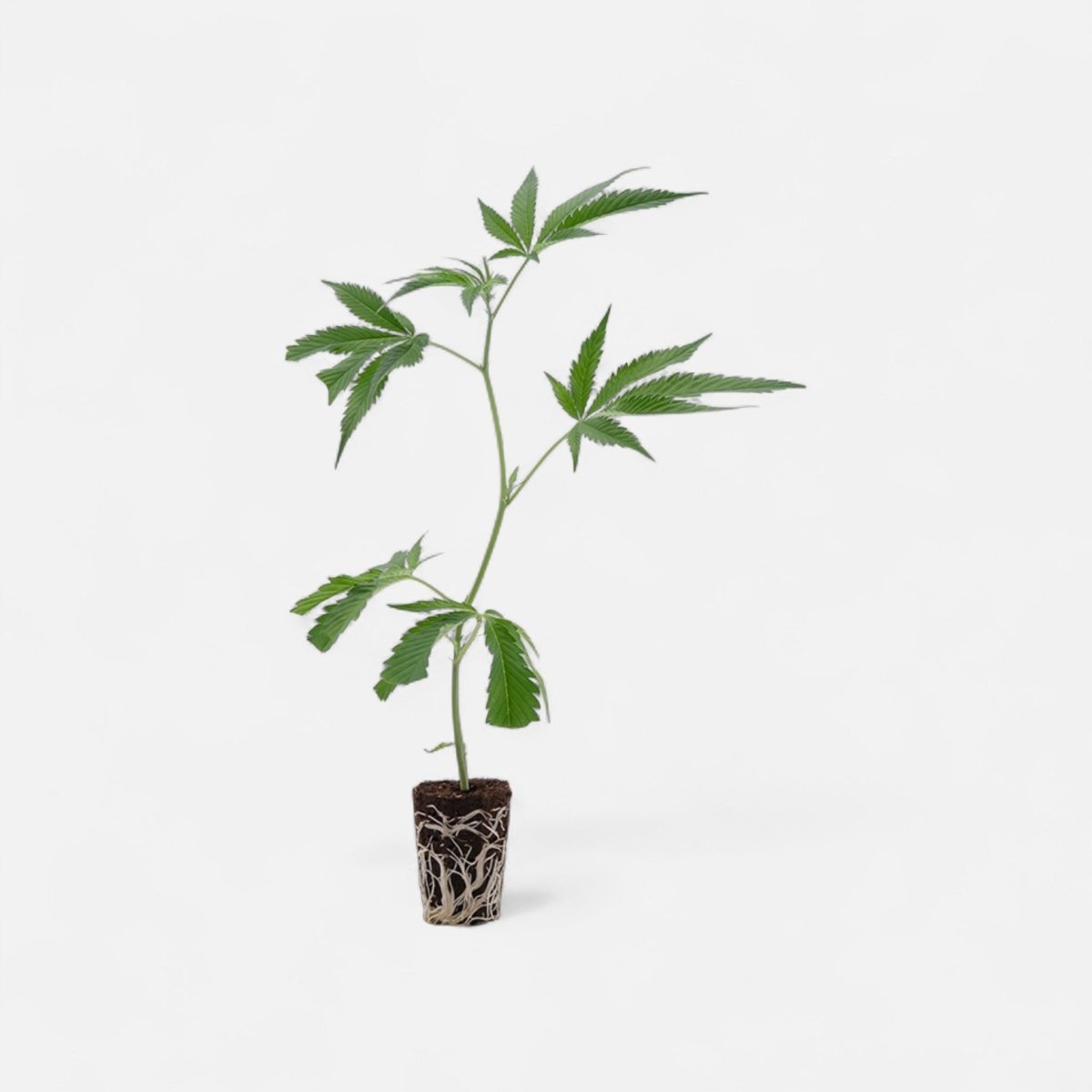 Apple Fritters Hanfpflanzen - Hanfify