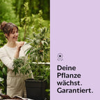 Apple Fritters Hanfpflanzen - Hanfify