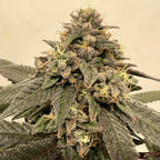 Apples & Bananas Samen Feminisiert Cannabissamen 1 Samen (+1 gratis) - Hanfify®