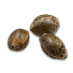 Apples & Bananas Samen Feminisiert Cannabissamen 1 Samen (+1 gratis) - Hanfify®