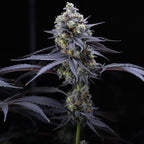 Apples & Bananas Samen Feminisiert Cannabissamen 1 Samen (+1 gratis) - Hanfify®