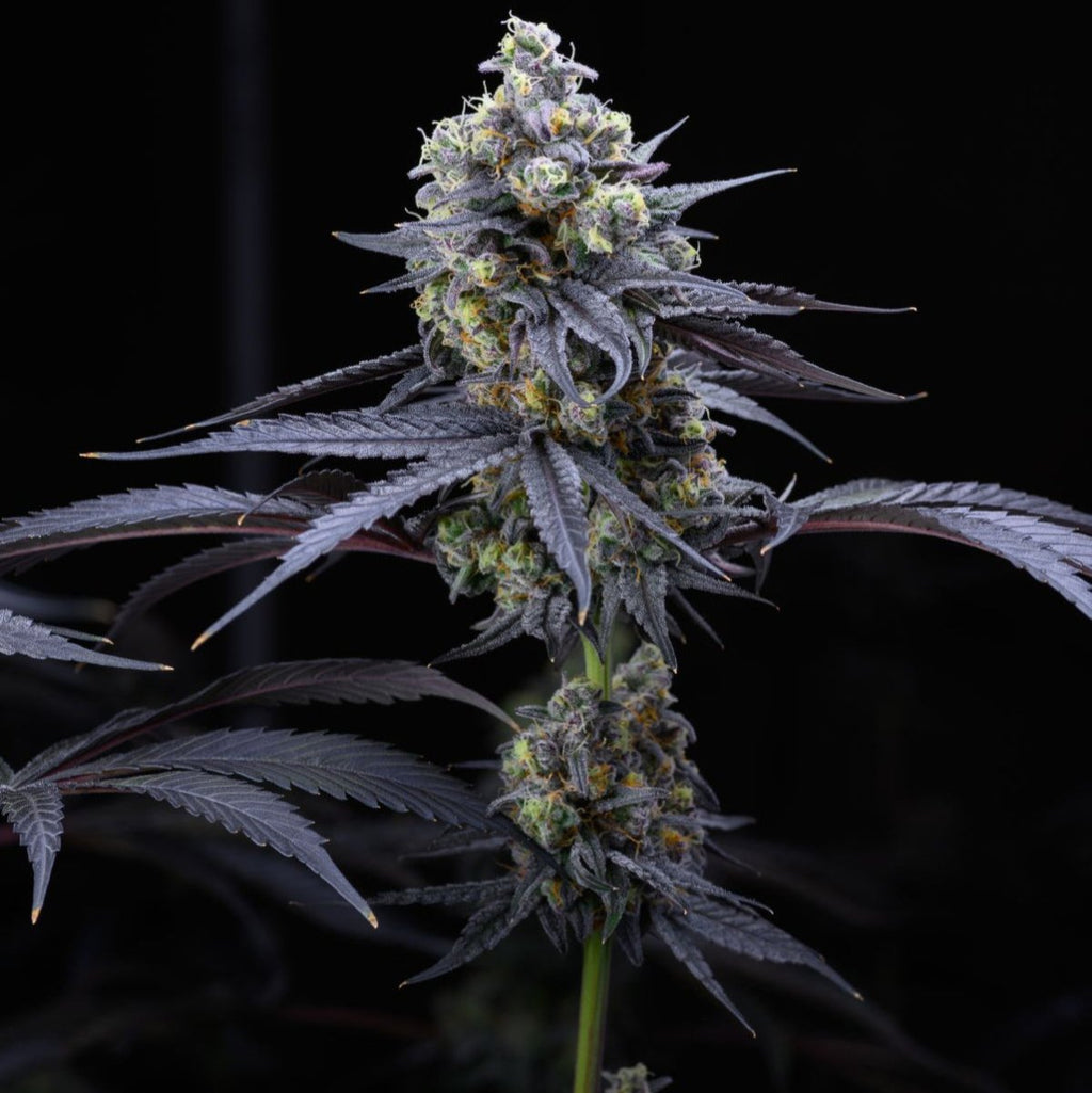 Apples & Bananas Samen Feminisiert - Cannabissamen - Hanfify®