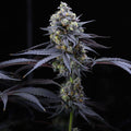 Apples & Bananas Samen Feminisiert - Cannabissamen - Hanfify®