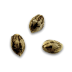 Banana Kush Samen Feminisiert Cannabissamen 1 Samen (+1 Gratis) - Hanfify®