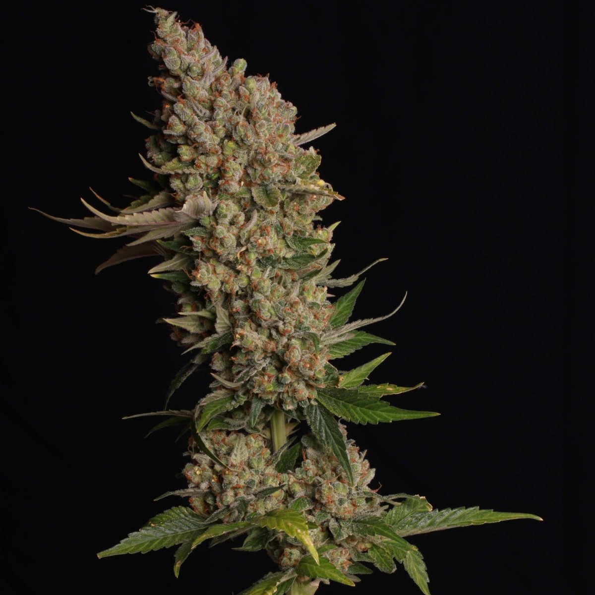 Banana Kush Samen Feminisiert Cannabissamen 1 Samen (+1 Gratis) - Hanfify®