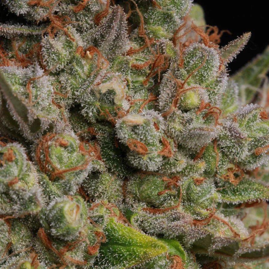 Banana Kush Samen Feminisiert - Cannabissamen - Hanfify®