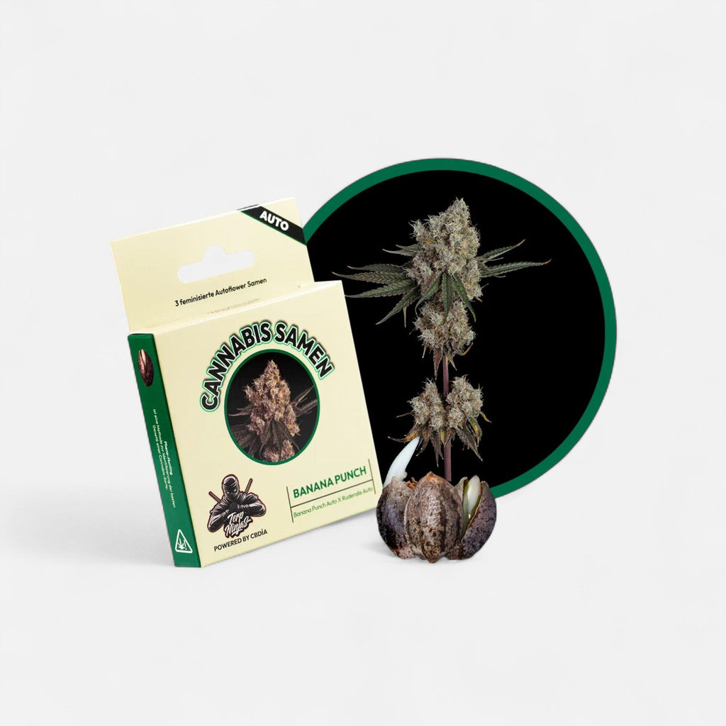 Banana Punch Samen Automatik Cannabissamen 3 Stück - Hanfify