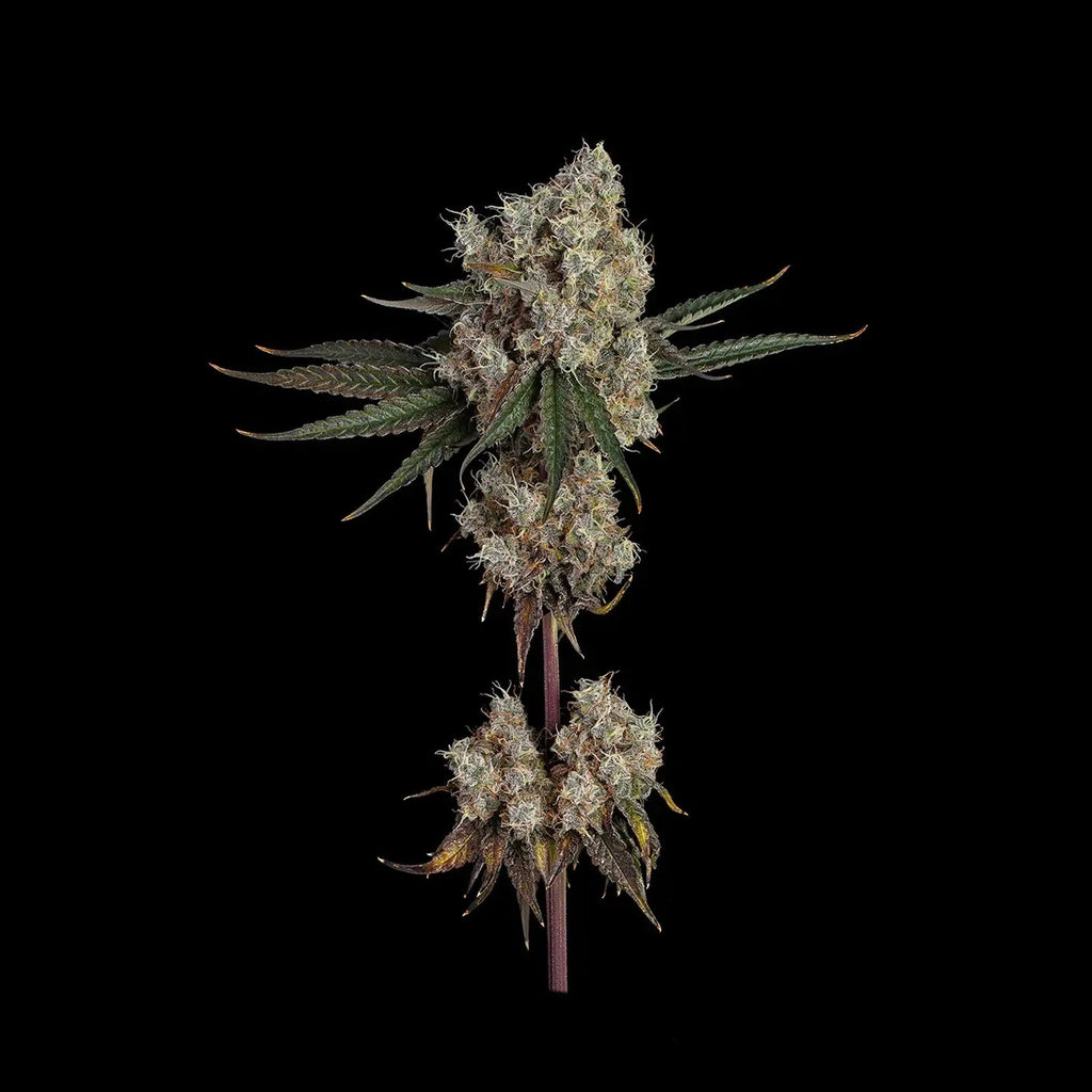 Banana Punch Samen Automatik - Cannabissamen - Hanfify®