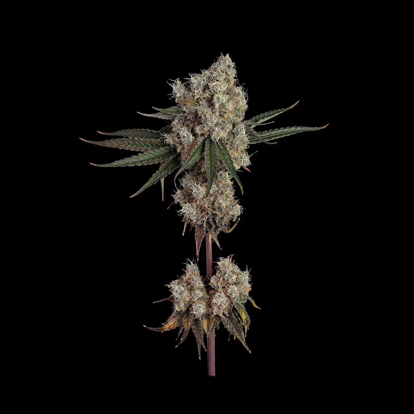 Banana Punch Samen Automatik - Cannabissamen - Hanfify®