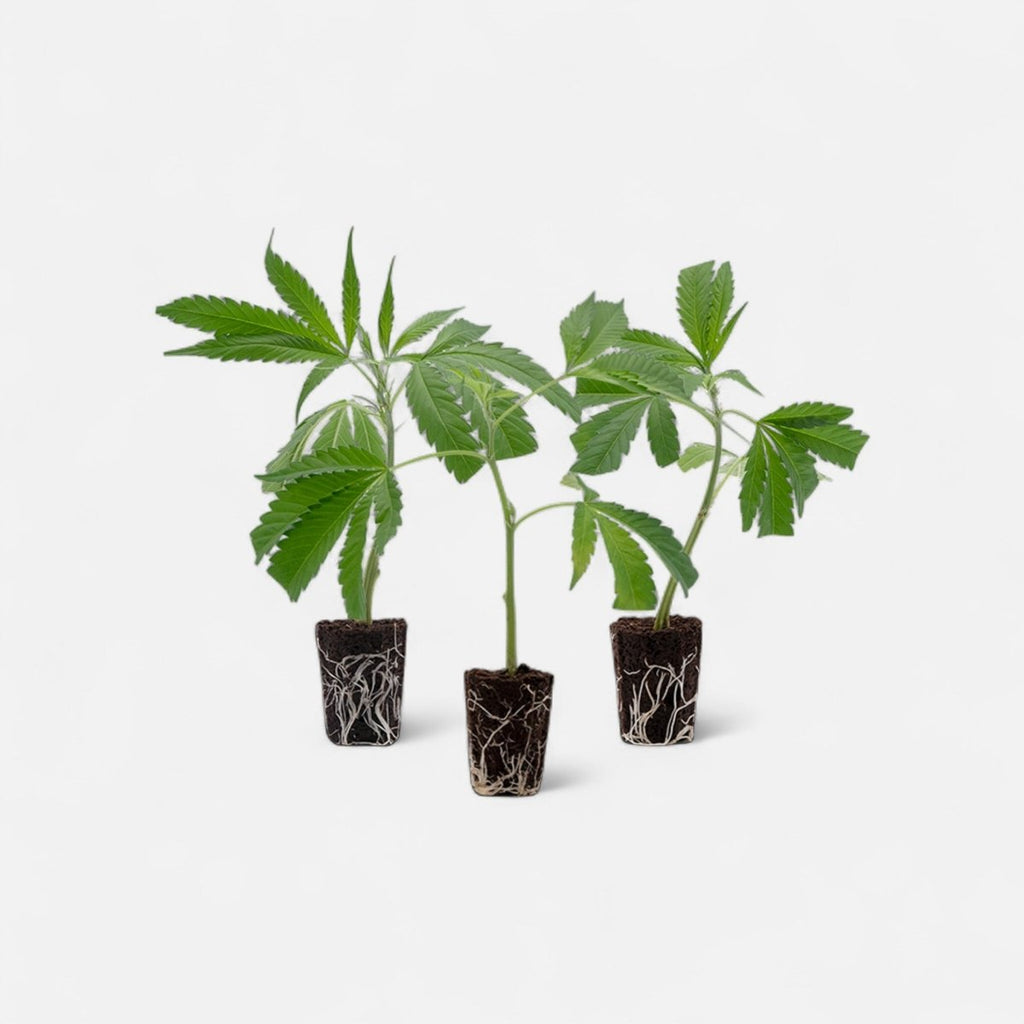 Bestseller Stecklinge 3er - Set Hanfpflanzen - Hanfify