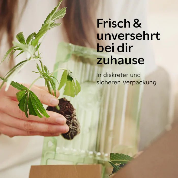 Bestseller Stecklinge 3er - Set Hanfpflanzen - Hanfify
