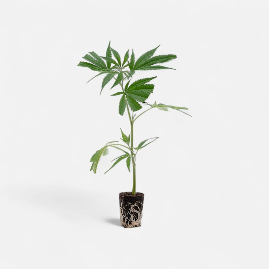 Big Bud Hanfpflanzen - Hanfify