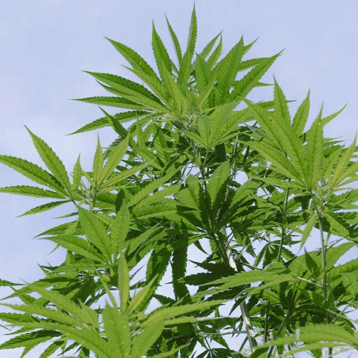 BioBizz Alg·A·Mic Growshop - Hanfify