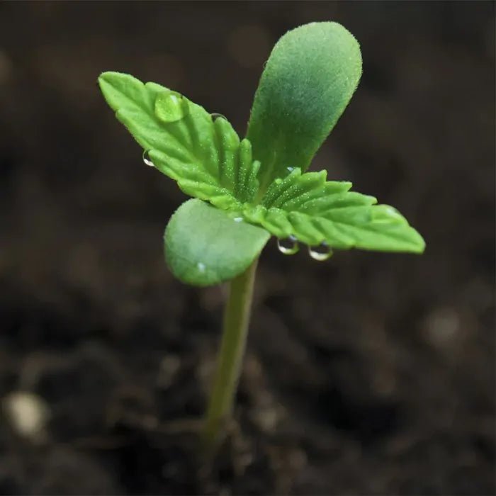 BioBizz Bio Bloom Growshop - Hanfify