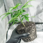 BioBizz Bio·Heaven Growshop - Hanfify