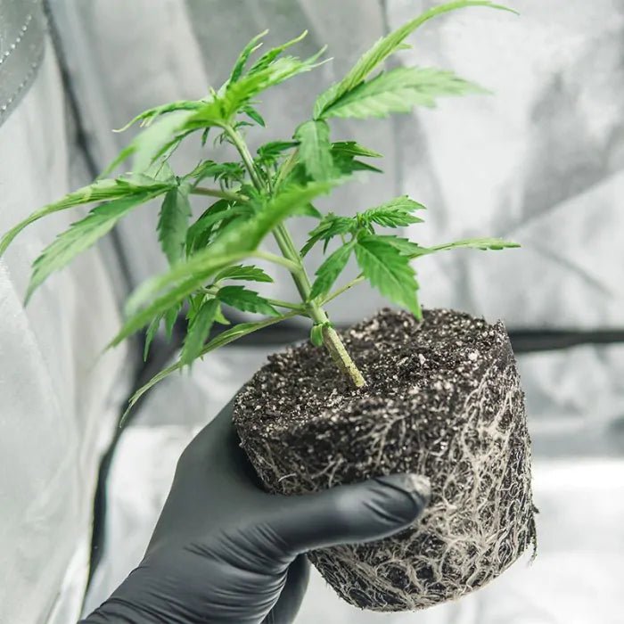 BioBizz Bio·Heaven Growshop - Hanfify