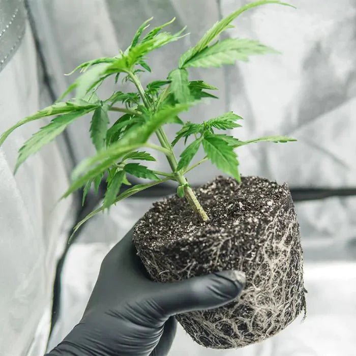 BioBizz Bio·Heaven - Growshop - Hanfify®