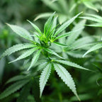 BioBizz Trypack Indoor Growshop - Hanfify