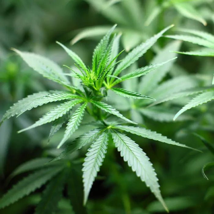 BioBizz Trypack Indoor Growshop - Hanfify