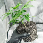 BioBizz Trypack Indoor Growshop - Hanfify