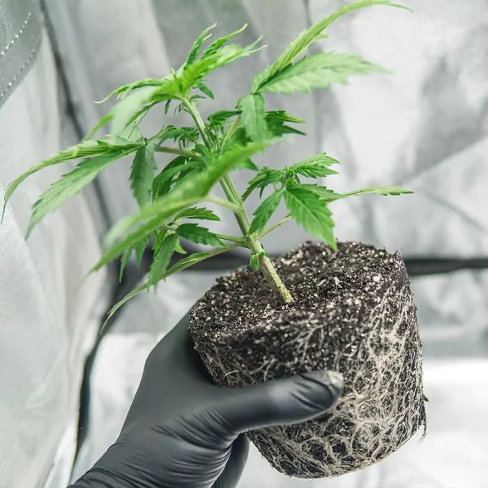 BioBizz Trypack Indoor Growshop - Hanfify