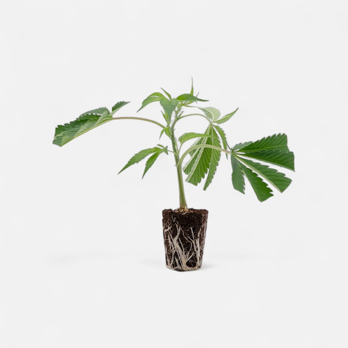 Biscotti Mintz Hanfpflanzen - Hanfify