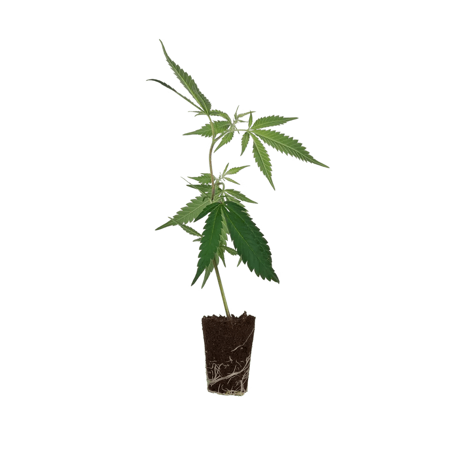 Black Banana F2 Steckling Hanfpflanzen 1 Steckling - Hanfify®