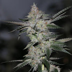 Black Banana F2 Steckling Hanfpflanzen 1 Steckling - Hanfify®