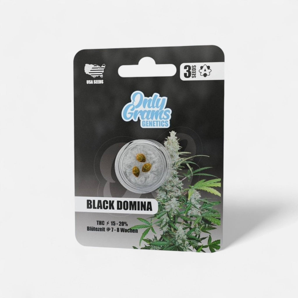 Black Domina THC-Seeds - Cannabissamen - Hanfify®