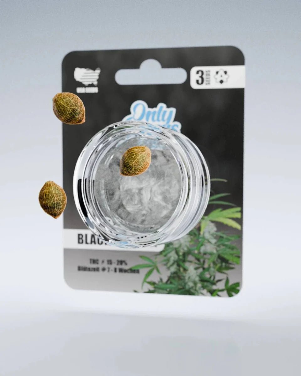Black Domina THC-Seeds - Cannabissamen - Hanfify®