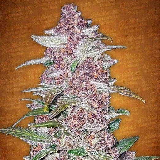 Blackberry | Autoflowering Cannabissamen - Hanfify