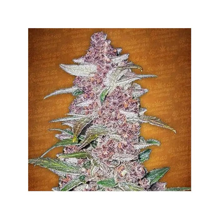 Blackberry | Autoflowering Cannabissamen - Hanfify