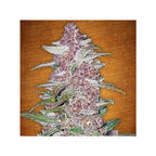 Blackberry | Autoflowering Cannabissamen - Hanfify