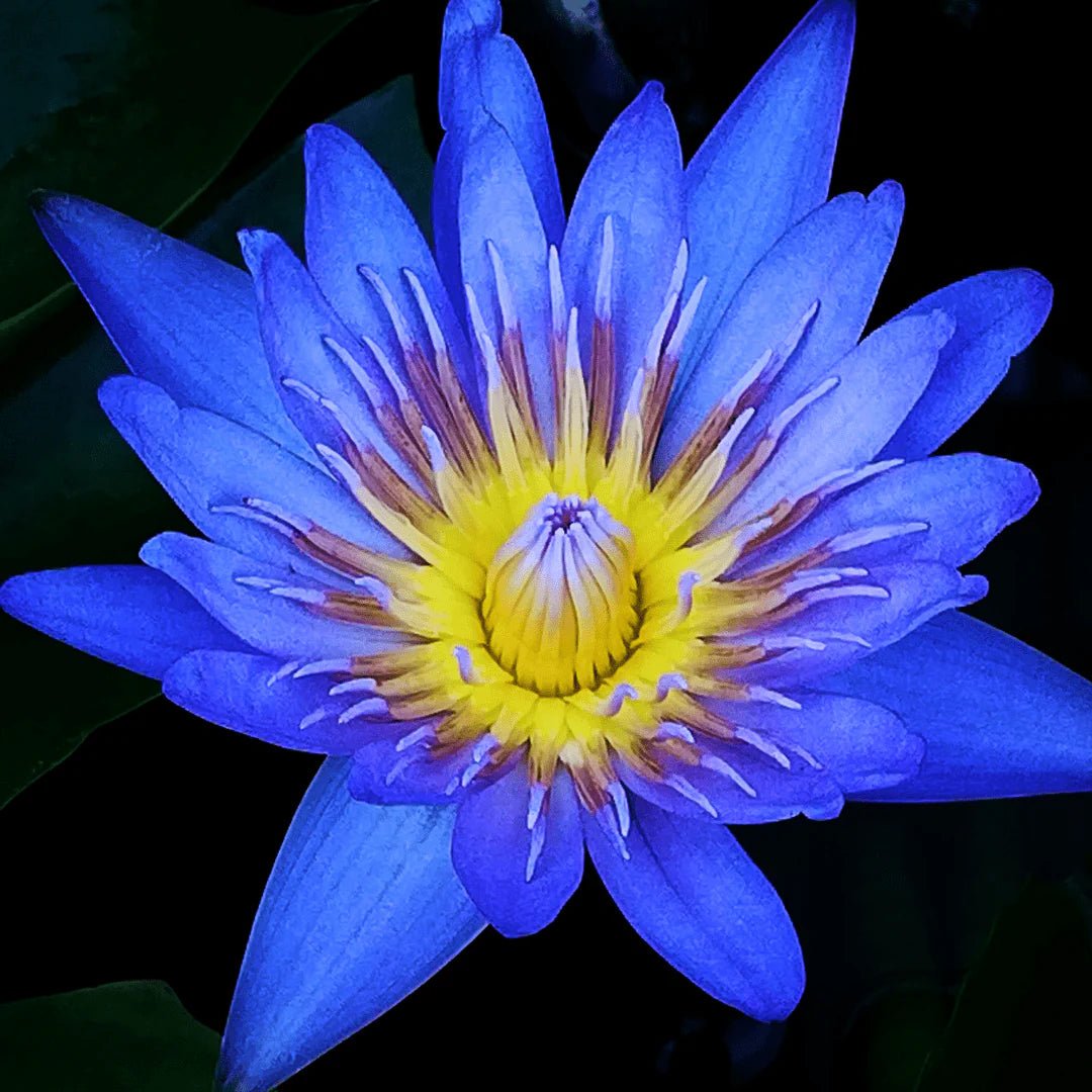 🪷 Blauer Lotus Hasch Smartshop 5g - Hanfify