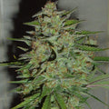 Blue Critical Samen Automatik Cannabissamen 1 Samen - Hanfify®