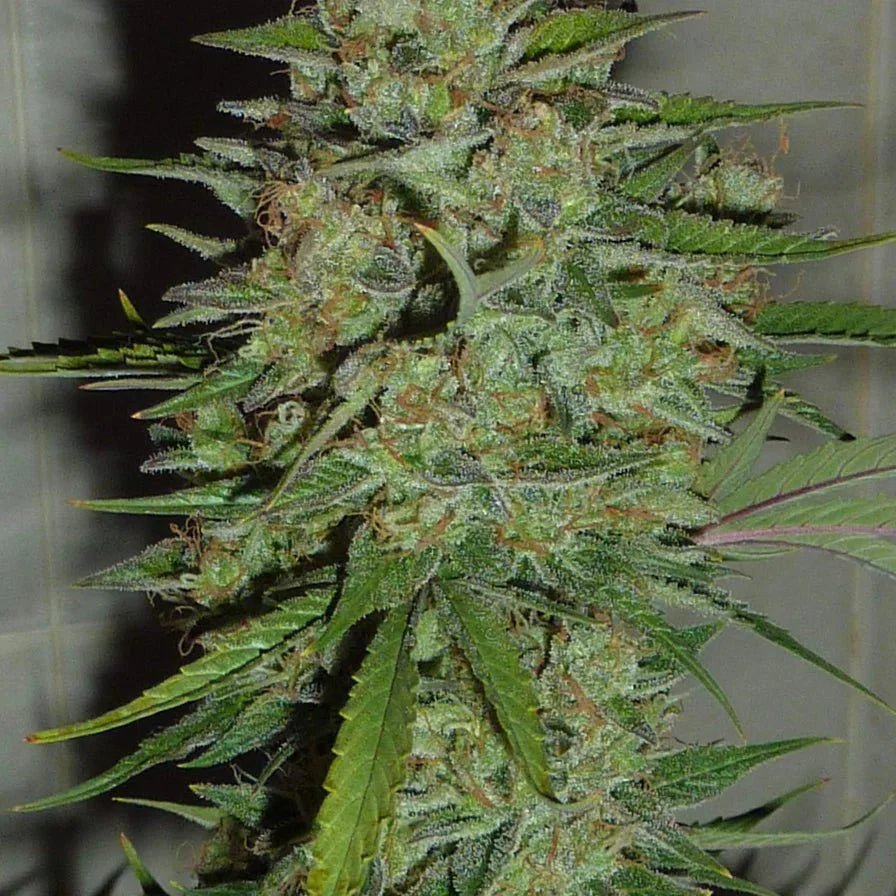 Blue Critical Samen Automatik - Cannabissamen - Hanfify®