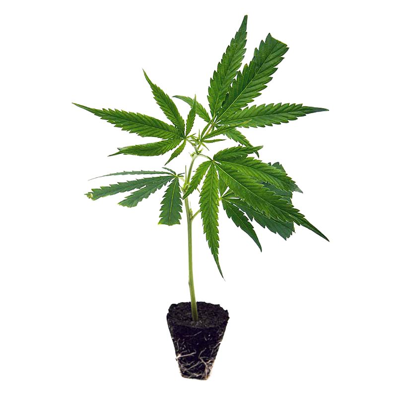 Blue Dream CBD Genetik Hanfpflanzen - Hanfify