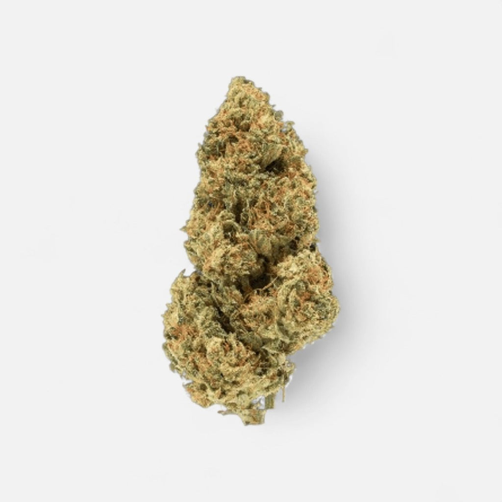 Blue Zushi Hanfstecklinge - Hanfify