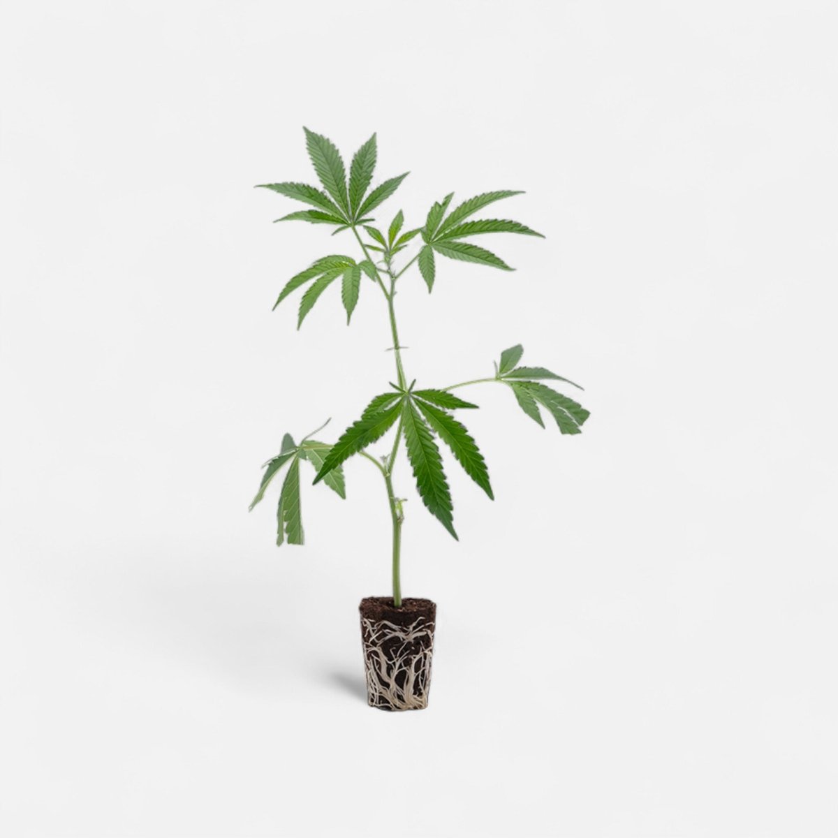 Blueberry Hanfpflanzen - Hanfify