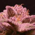 Blueberry Samen Automatik Cannabissamen 1 Samen (+1 Gratis) - Hanfify®