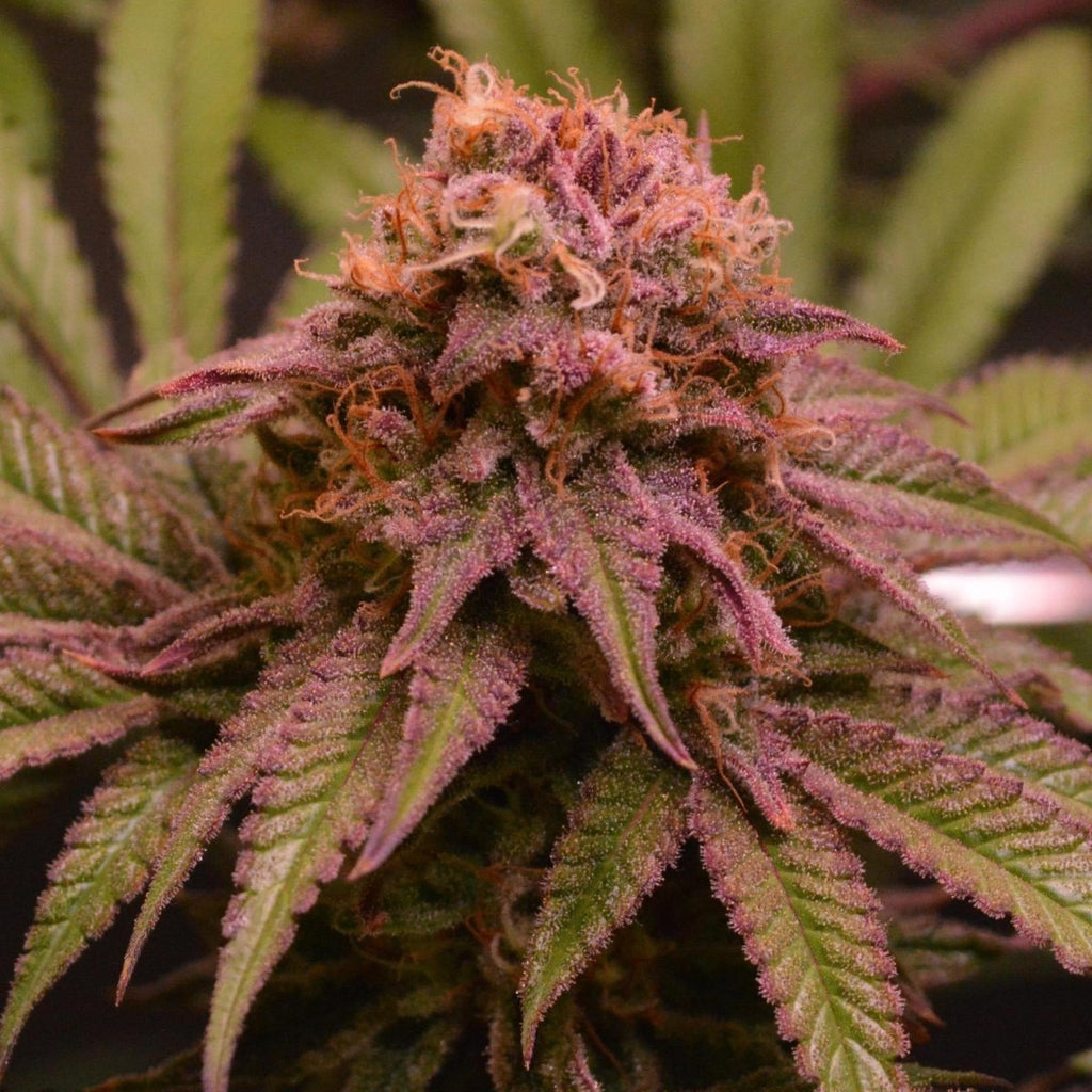 Blueberry Samen Automatik - Cannabissamen - Hanfify®