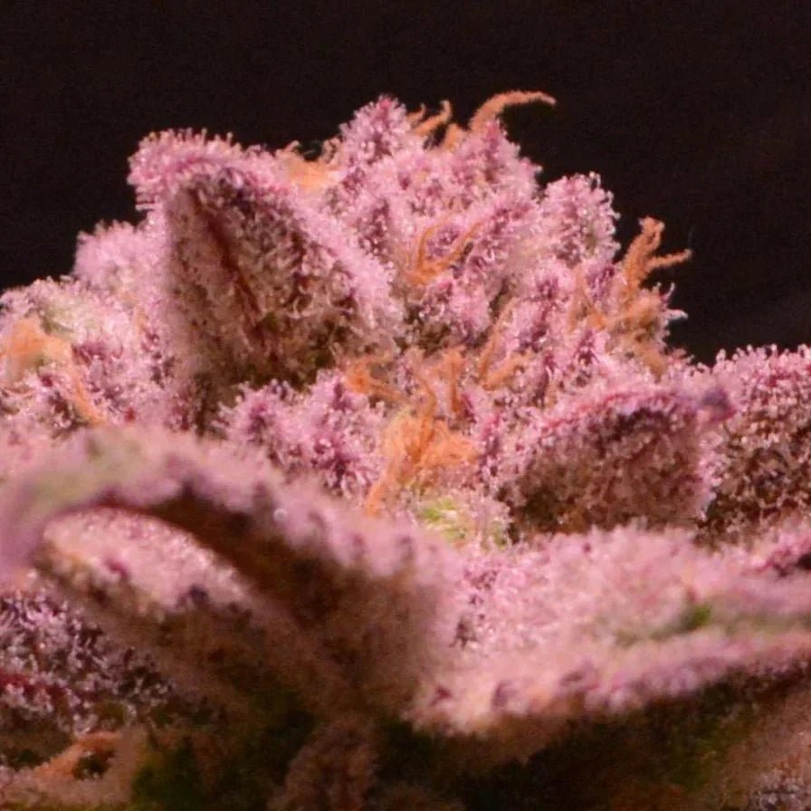 Blueberry Samen Automatik - Cannabissamen - Hanfify®