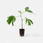 Bruce Banner Hanfpflanzen - Hanfify