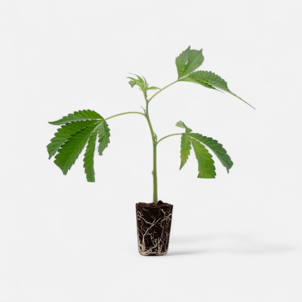 Bruce Banner Hanfpflanzen - Hanfify