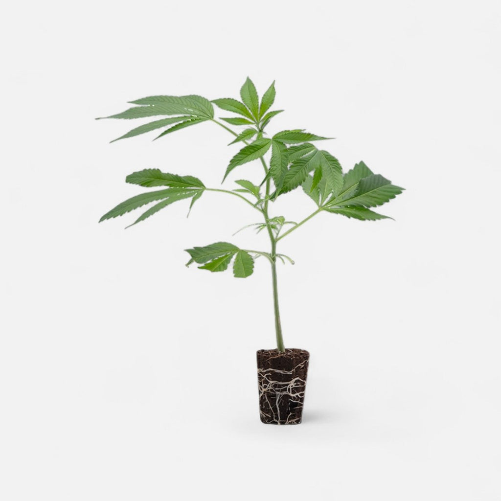 Bubba Kush Hanfpflanzen - Hanfify