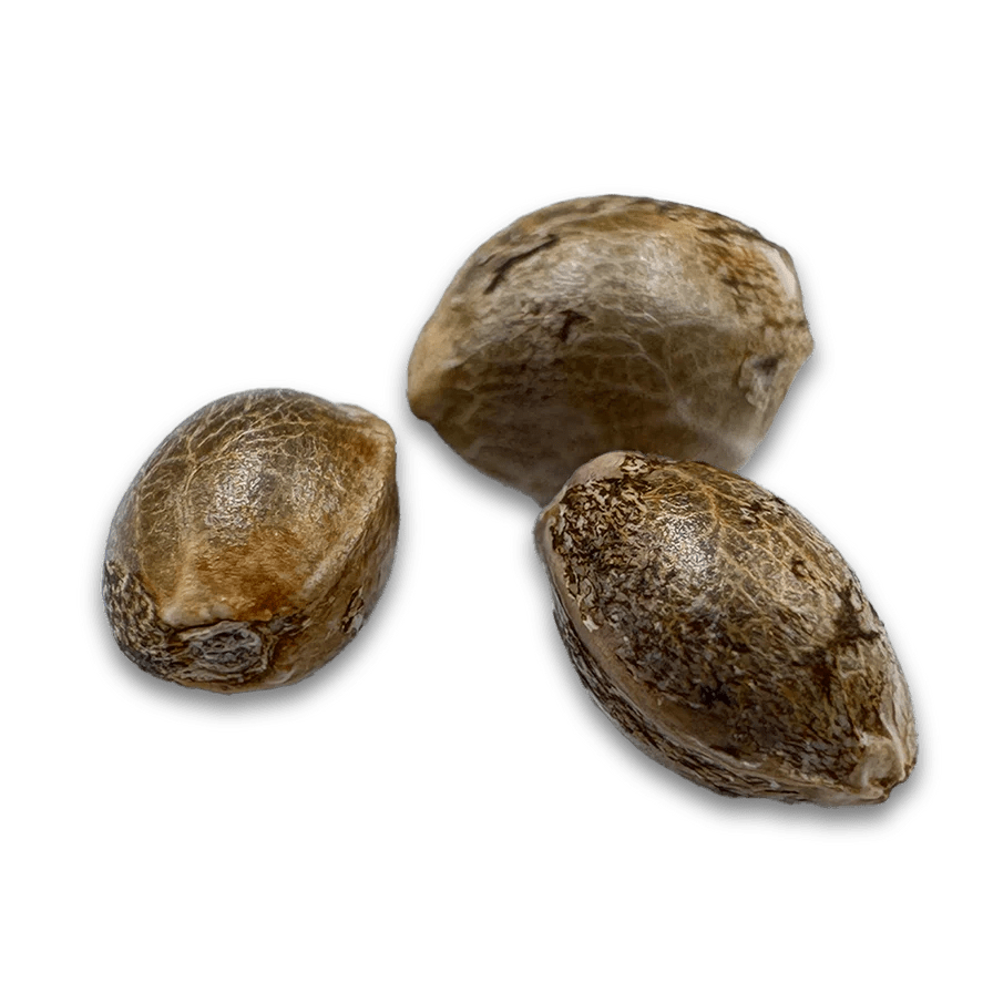 Bubba Kush US Samen Feminisiert Cannabissamen 1 Samen (+1 Gratis) - Hanfify®