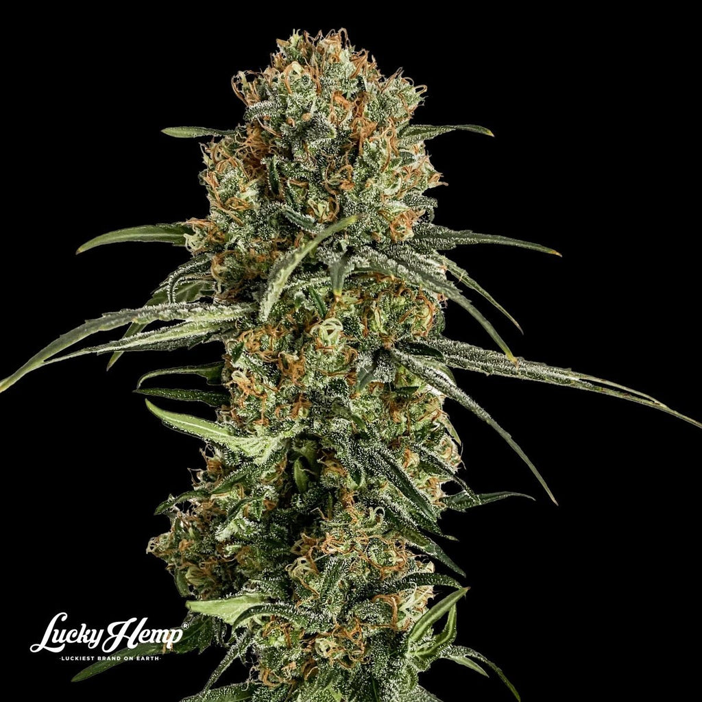 Bubba Kush US Samen Feminisiert - Cannabissamen - Hanfify®
